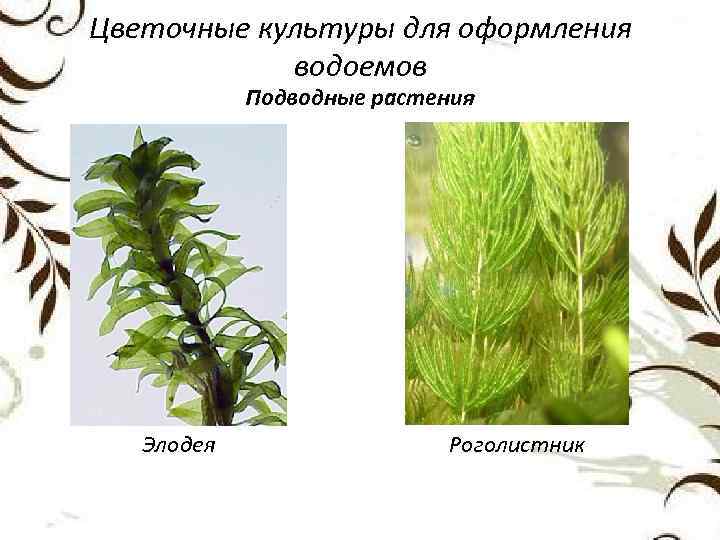 Цветочные культуры для оформления водоемов Подводные растения Элодея Роголистник 