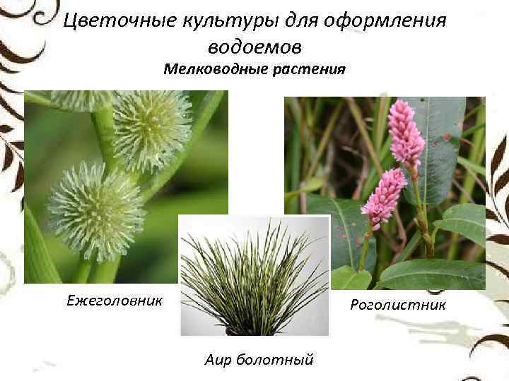 Цветочные культуры для оформления водоемов Мелководные растения Ежеголовник Роголистник Аир болотный 