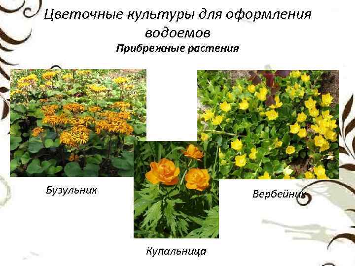 Цветочные культуры для оформления водоемов Прибрежные растения Бузульник Вербейник Купальница 