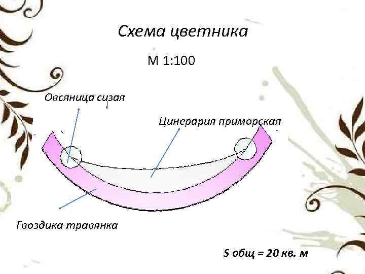 Схема цветника М 1: 100 Овсяница сизая Цинерария приморская Гвоздика травянка S общ =