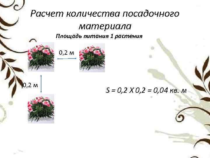 Расчет количества посадочного материала Площадь питания 1 растения 0, 2 м S = 0,