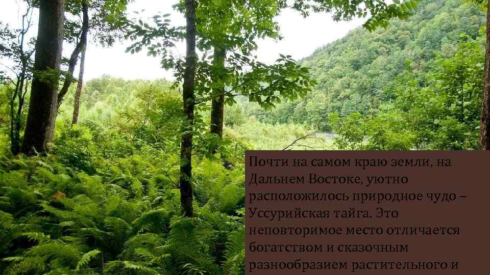 Почти на самом краю земли, на Дальнем Востоке, уютно расположилось природное чудо – Уссурийская