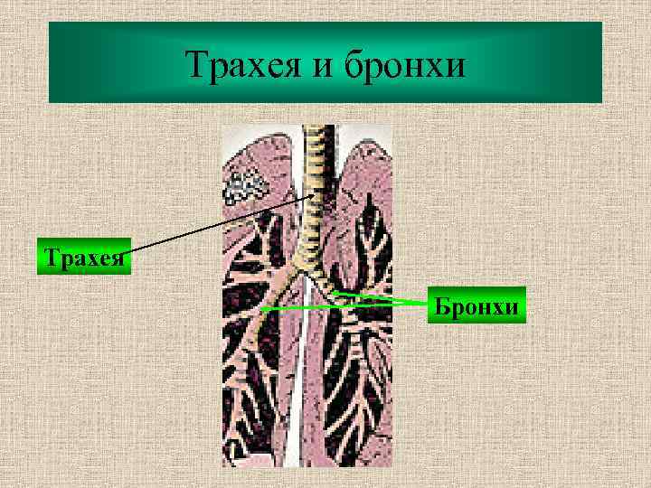 Трахея и бронхи Трахея Бронхи 