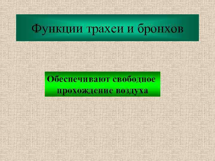 Функции трахеи и бронхов Обеспечивают свободное прохождение воздуха 