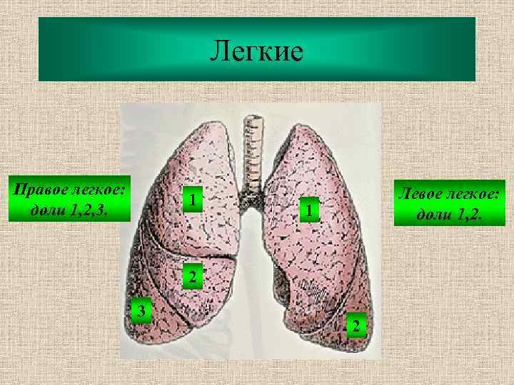 Легкие Правое легкое: доли 1, 2, 3. 1 Левое легкое: доли 1, 2. 1