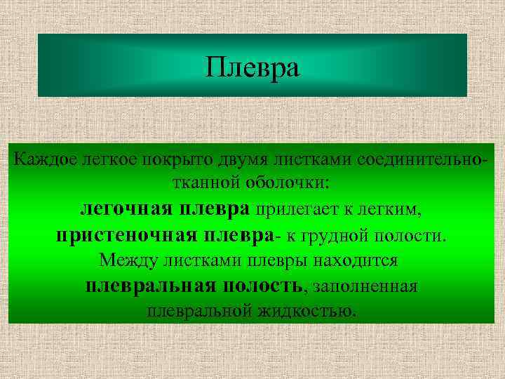 Плевра Каждое легкое покрыто двумя листками соединительнотканной оболочки: легочная плевра прилегает к легким, пристеночная