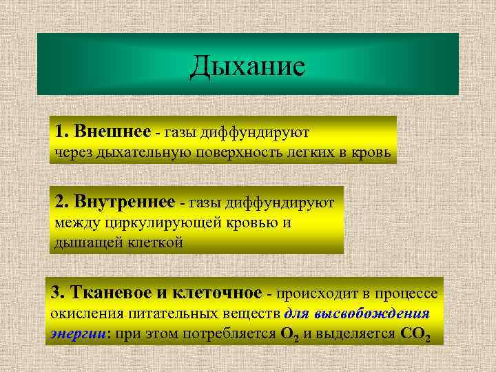 Дыхание 1. Внешнее - газы диффундируют через дыхательную поверхность легких в кровь 2. Внутреннее