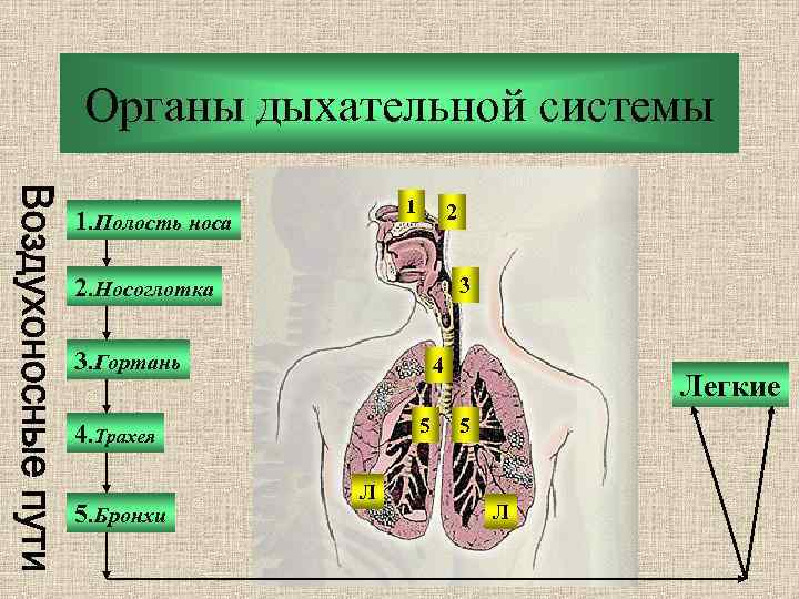 Органы дыхательной системы 1 1. Полость носа 2 2. Носоглотка 3 3. Гортань 4