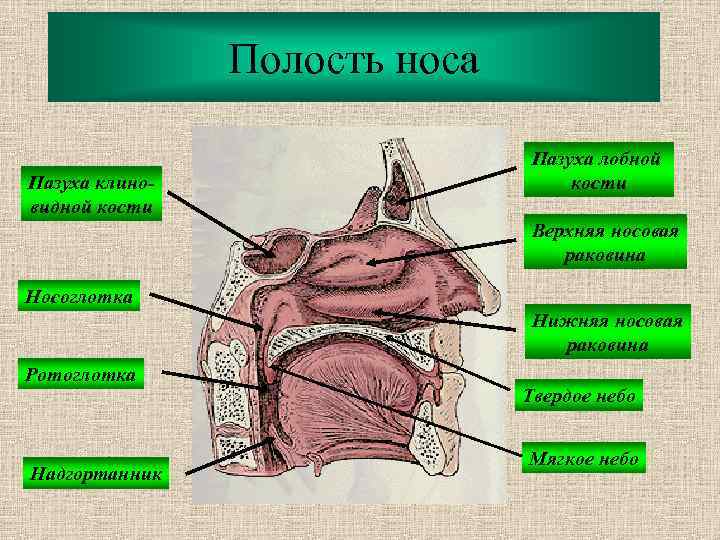 Полость носа Пазуха клиновидной кости Пазуха лобной кости Верхняя носовая раковина Носоглотка Нижняя носовая