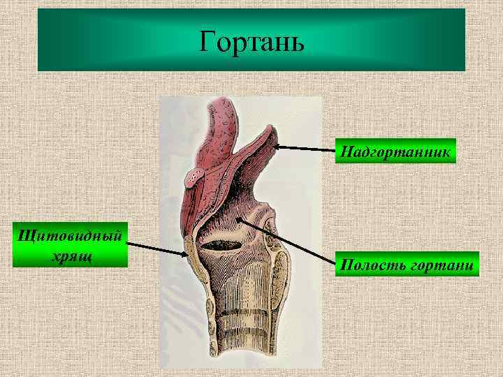 Гортань Надгортанник Щитовидный хрящ Полость гортани 