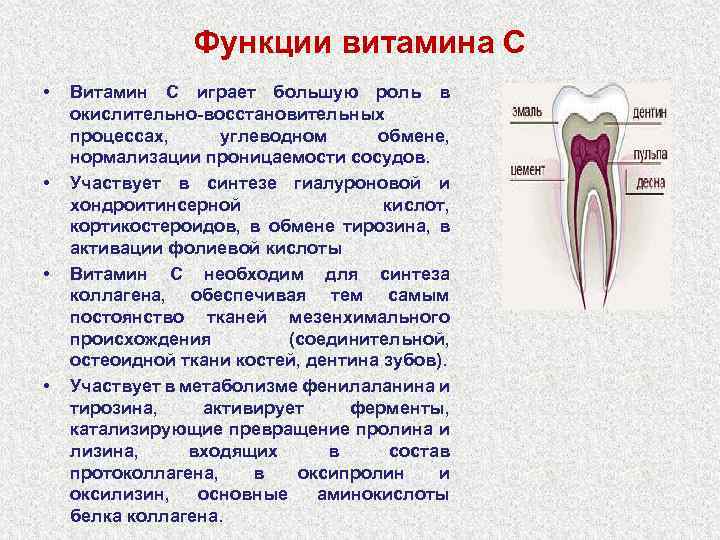 Функции витамина С • • Витамин С играет большую роль в окислительно-восстановительных процессах, углеводном