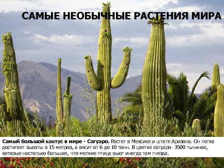 САМЫЕ НЕОБЫЧНЫЕ РАСТЕНИЯ МИРА Самый большой кактус в мире - Сагуаро. Растет в Мексике