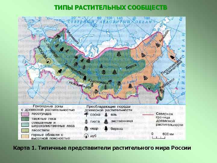  ТИПЫ РАСТИТЕЛЬНЫХ СООБЩЕСТВ Карта 1. Типичные представители растительного мира России 