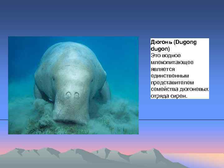 Дюгонь (Dugong dugon) Это водное млекопитающее является единственным представителем семейства дюгоневых отряда сирен. 