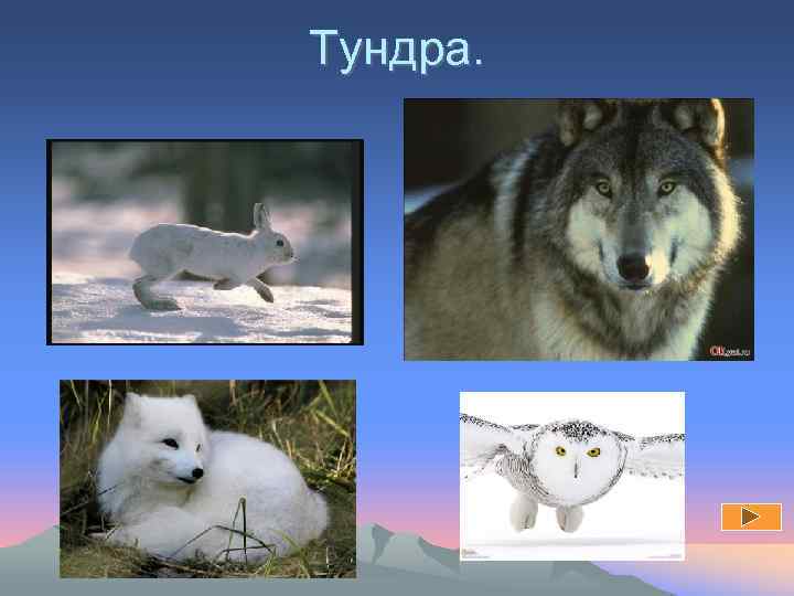 Тундра. 