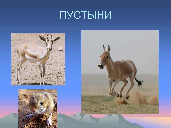 ПУСТЫНИ 