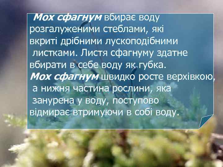 Мох сфагнум вбирає воду розгалуженими стеблами, які вкриті дрібними лускоподібними листками. Листя сфагнуму здатне