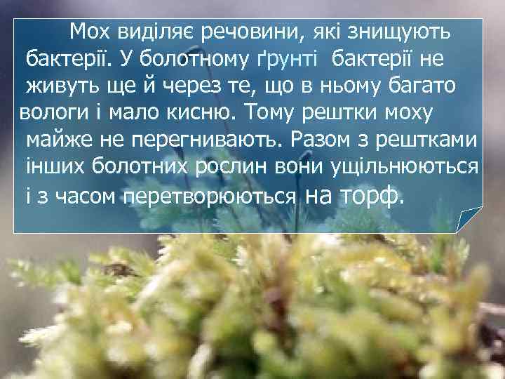 Мох виділяє речовини, які знищують бактерії. У болотному ґрунті бактерії не живуть ще й