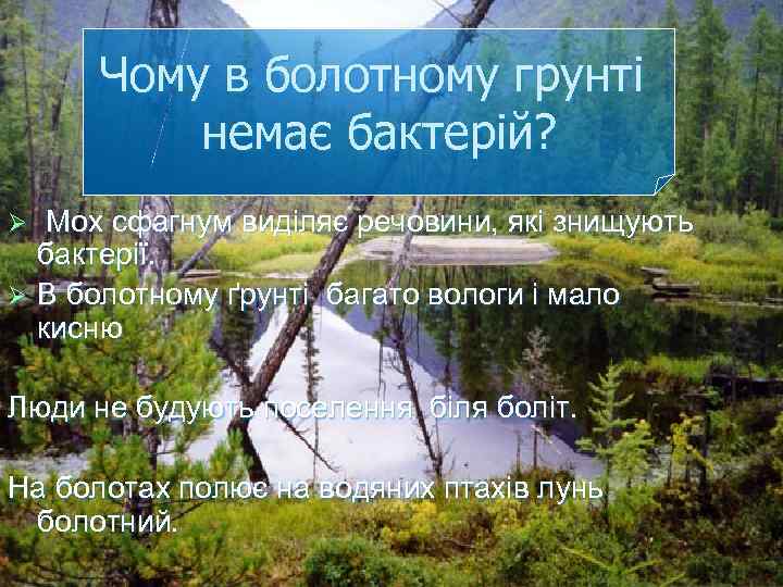 Чому в болотному грунті немає бактерій? Мох сфагнум виділяє речовини, які знищують бактерії. Ø