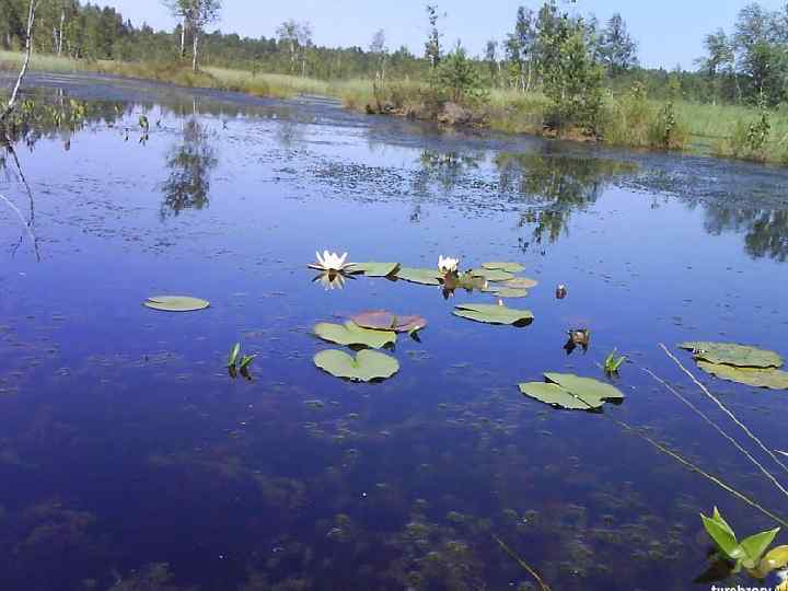 Болото естественный водоем 2 класс 21 век презентация