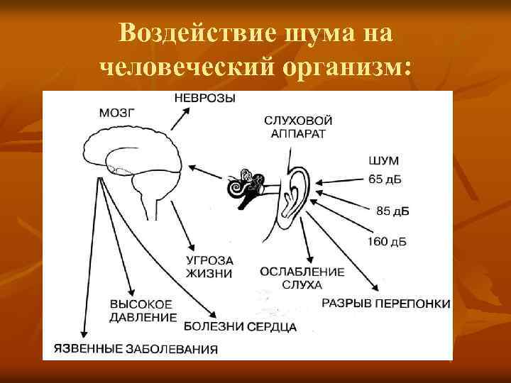Воздействие шума на человеческий организм: 