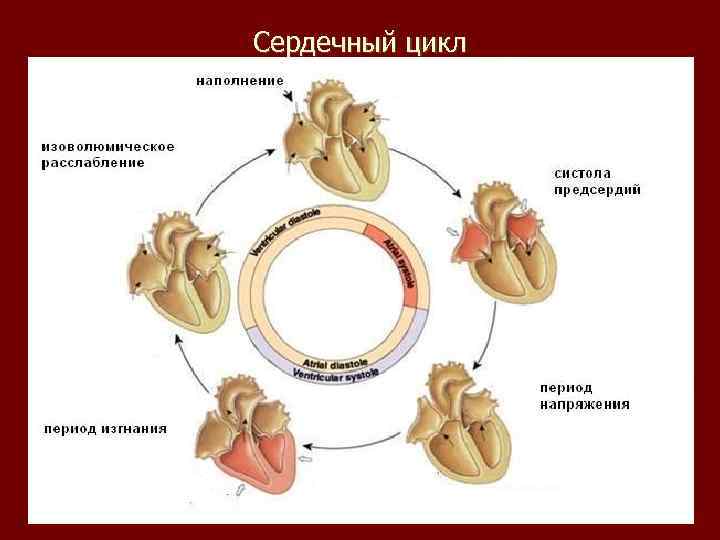 Сердечный цикл картинка