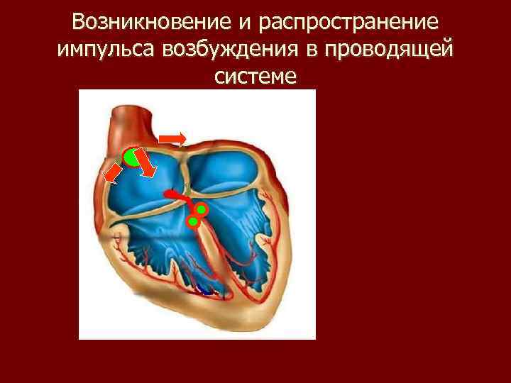 Возникновение и распространение импульса возбуждения в проводящей системе 