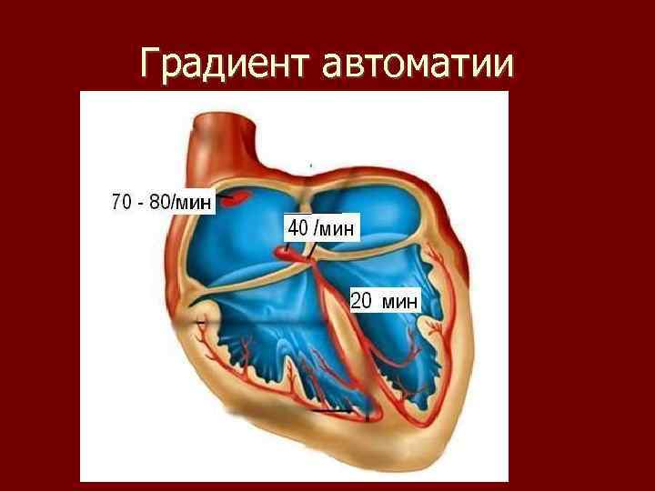 Градиент автоматии 