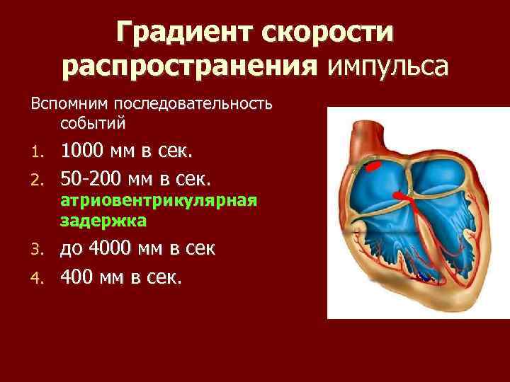 Градиент скорости распространения импульса Вспомним последовательность событий 1000 мм в сек. 2. 50 -200