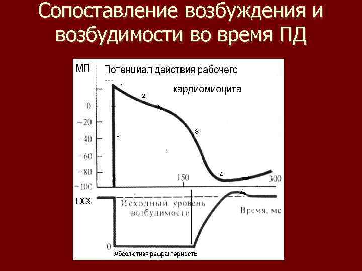 Сопоставление возбуждения и возбудимости во время ПД 