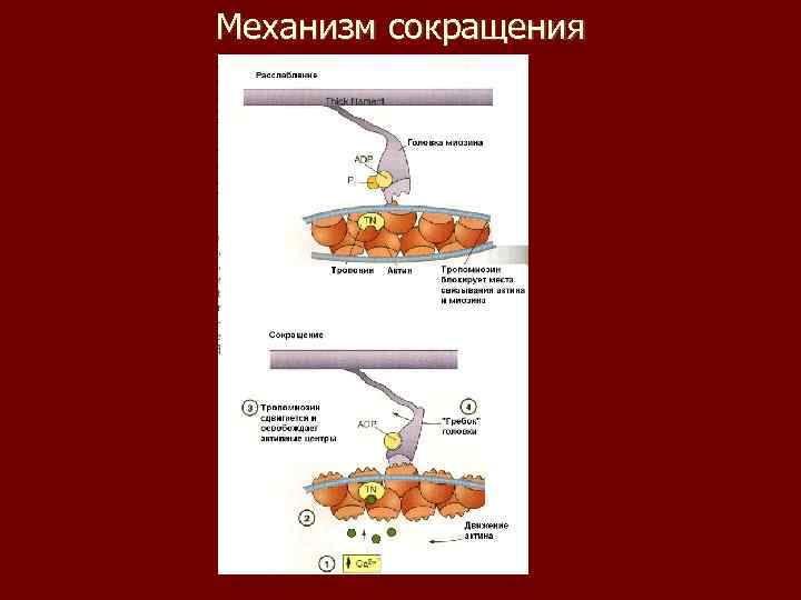 Механизм сокращения 