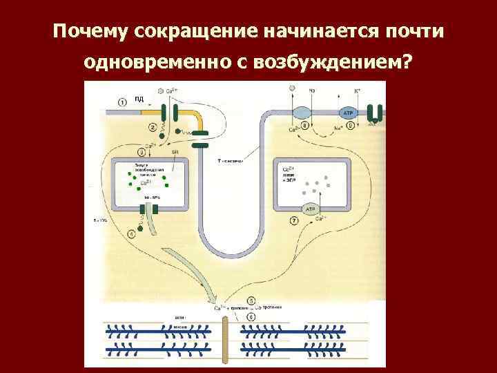 Почему сокращение начинается почти одновременно с возбуждением? 