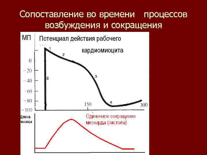 Сопоставление во времени процессов возбуждения и сокращения 