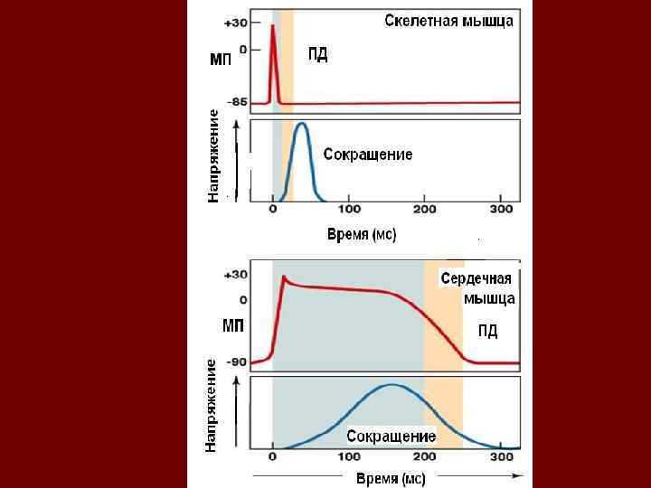 Схема изменения возбудимости сердца в различные фазы кардиоцикла