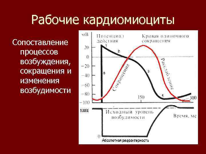 Рабочие кардиомиоциты Сопоставление процессов возбуждения, сокращения и изменения возбудимости 