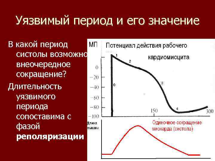 Уязвимый период и его значение В какой период систолы возможно внеочередное сокращение? Длительность уязвимого