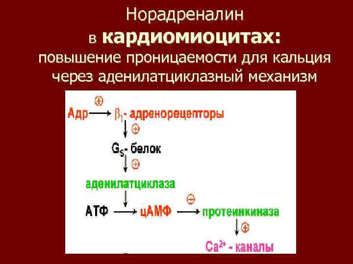 Норадреналин в кардиомиоцитах: повышение проницаемости для кальция через аденилатциклазный механизм 