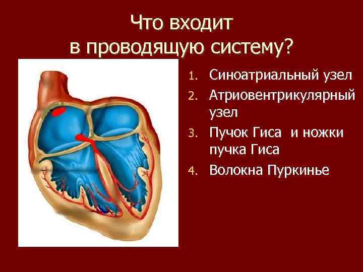 Что входит в проводящую систему? Синоатриальный узел 2. Атриовентрикулярный узел 3. Пучок Гиса и
