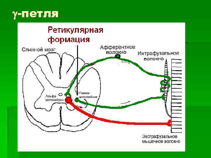  -петля 