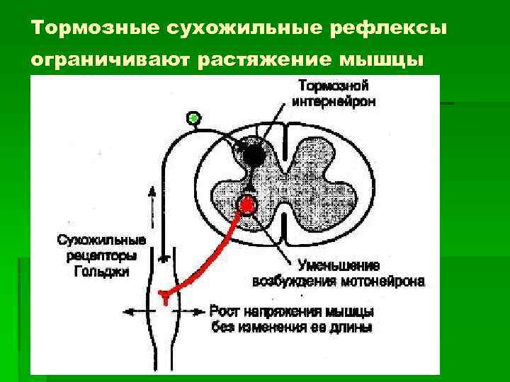 Тормозные сухожильные рефлексы ограничивают растяжение мышцы 