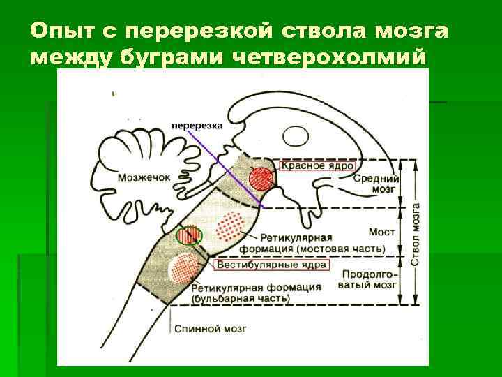 Опыт с перерезкой ствола мозга между буграми четверохолмий 