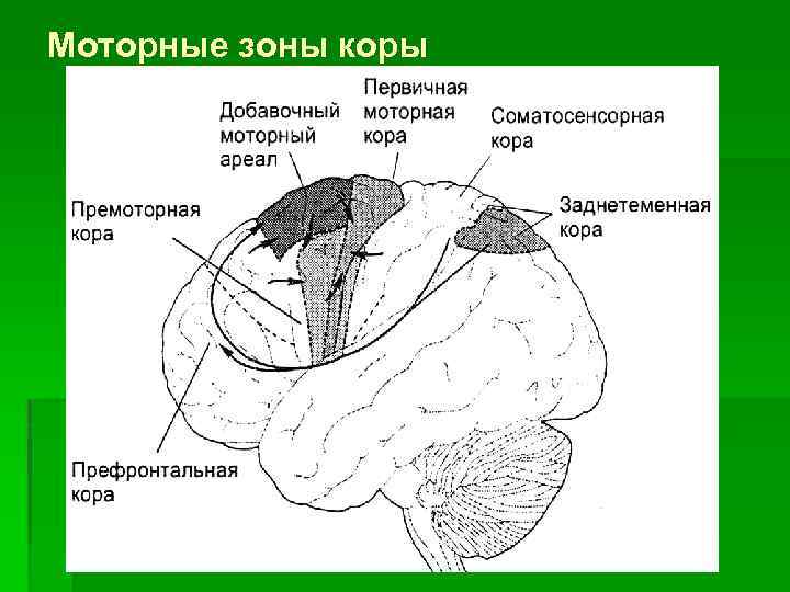 Моторные зоны коры 