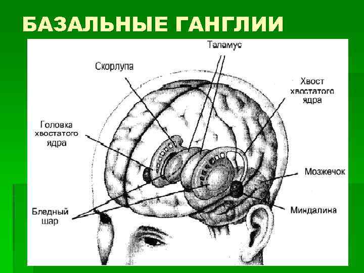 БАЗАЛЬНЫЕ ГАНГЛИИ 