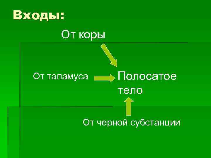 Входы: От коры От таламуса Полосатое тело От черной субстанции 