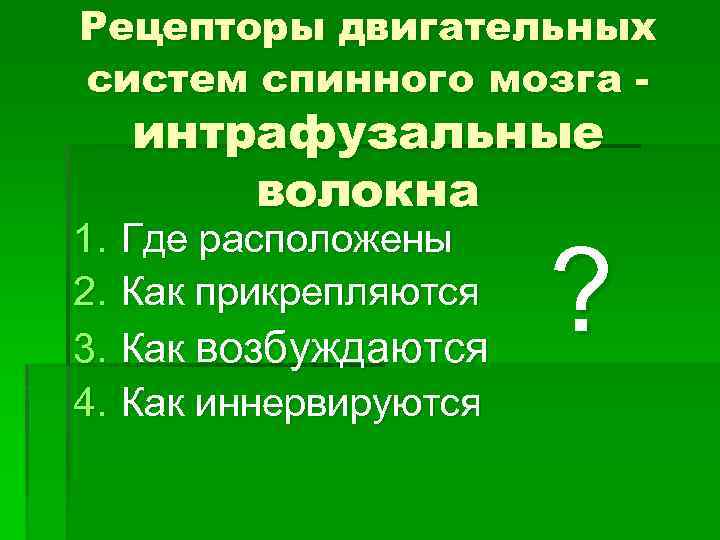 Рецепторы двигательных систем спинного мозга - 1. 2. 3. 4. интрафузальные волокна Где расположены