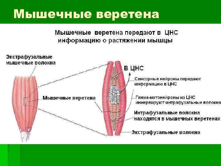 Мышечные веретена 