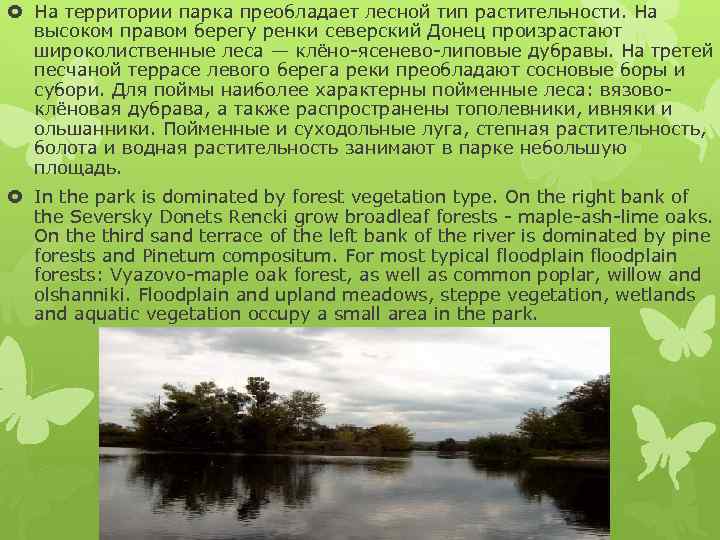  На территории парка преобладает лесной тип растительности. На высоком правом берегу ренки северский