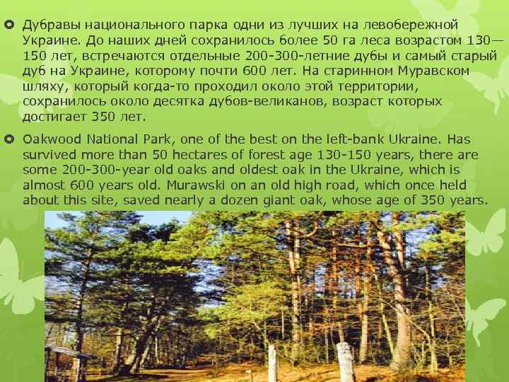  Дубравы национального парка одни из лучших на левобережной Украине. До наших дней сохранилось