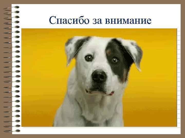 Спасибо за внимание 