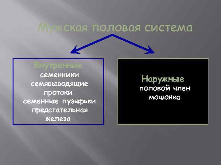 Мужская половая система Внутренние семенники семявыводящие протоки семенные пузырьки предстательная железа Наружные половой член